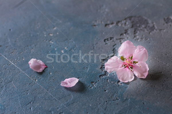 Stock fotó: Rózsaszín · cseresznyevirág · friss · szirmok · szürke · fa