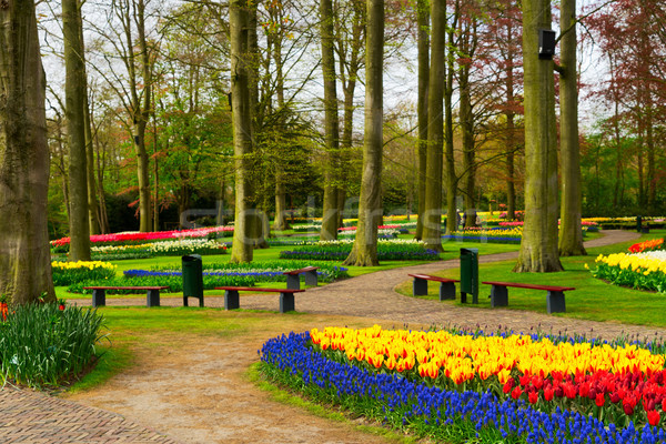 Formal Frühling Garten farbenreich Tulpen Bäume Stock foto © neirfy