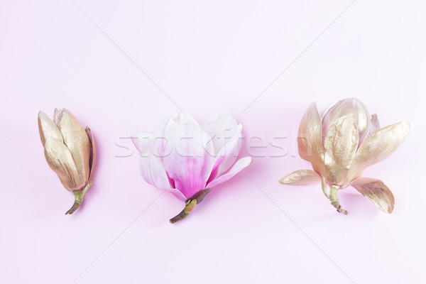 Magnolie flori roz floare Imagine de stoc © neirfy