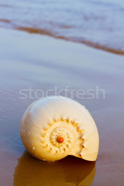 Shell mer rive coucher du soleil eau [[stock_photo]] © neirfy