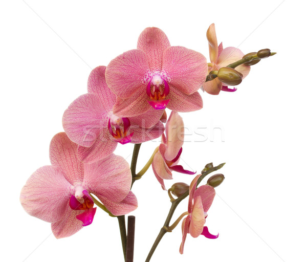 Foto stock: Rosa · orquídea · flores · isolado · branco · primavera