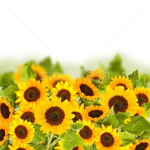 bight sunflower field Stock photo © neirfy