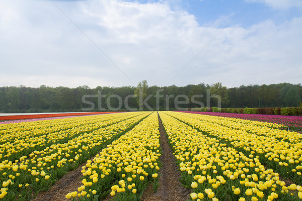 Holandês amarelo tulipa campos campo Foto stock © neirfy