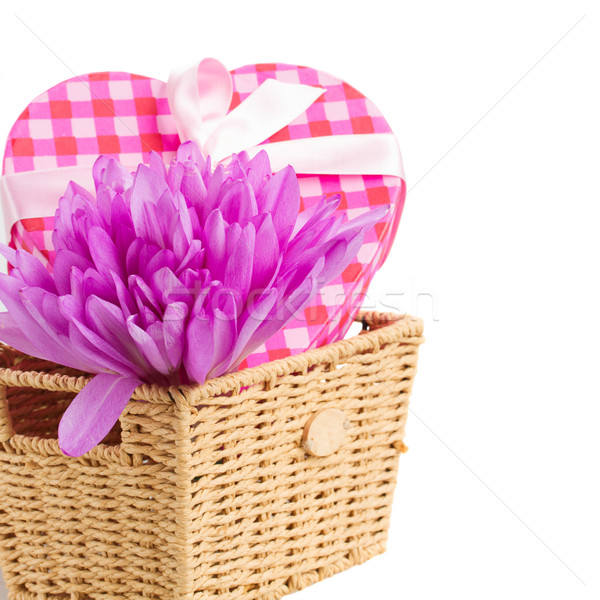Stock photo: purple crocus flowers  and gift box