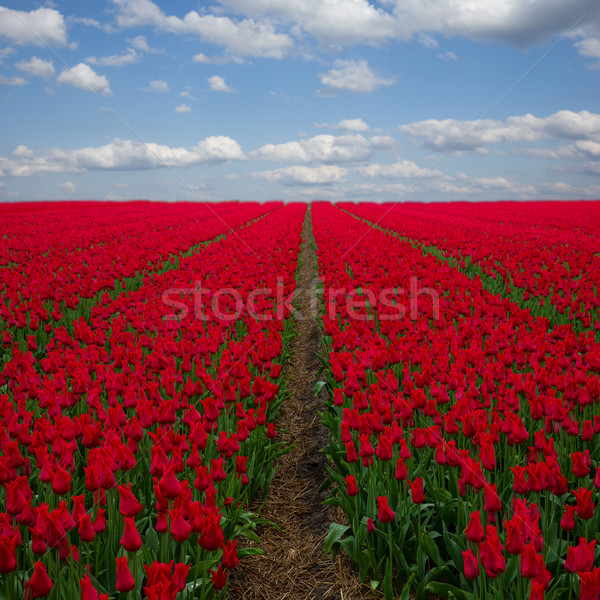 Holland piros tulipán mezők kék ég mező Stock fotó © neirfy