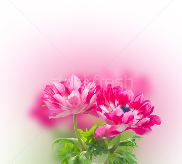 pink anemone flowers  Stock photo © neirfy