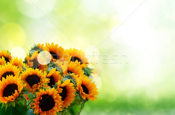 Stockfoto: Dahlia · zonnebloemen · vers · groene · tuin · exemplaar · ruimte