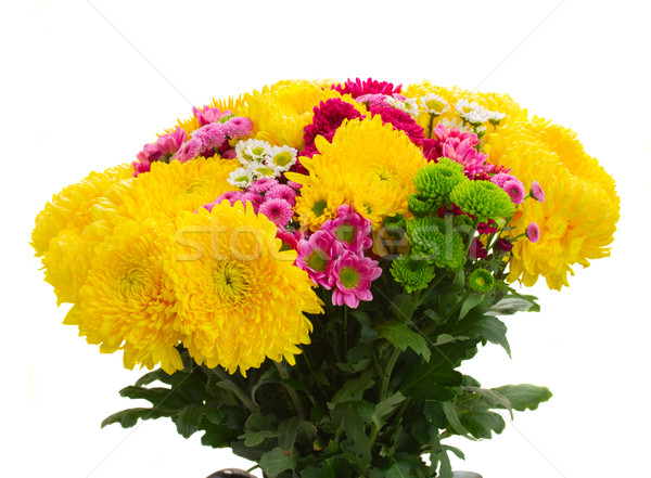 Yellow, red and pink  mum flowers Stock photo © neirfy