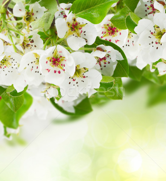 Apfelbaum Blumen grüne Blätter grünen bokeh Stock foto © neirfy