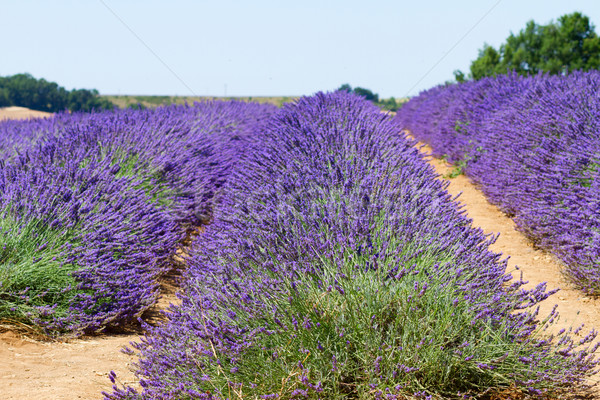 Lavender field at summer Stock photo © neirfy