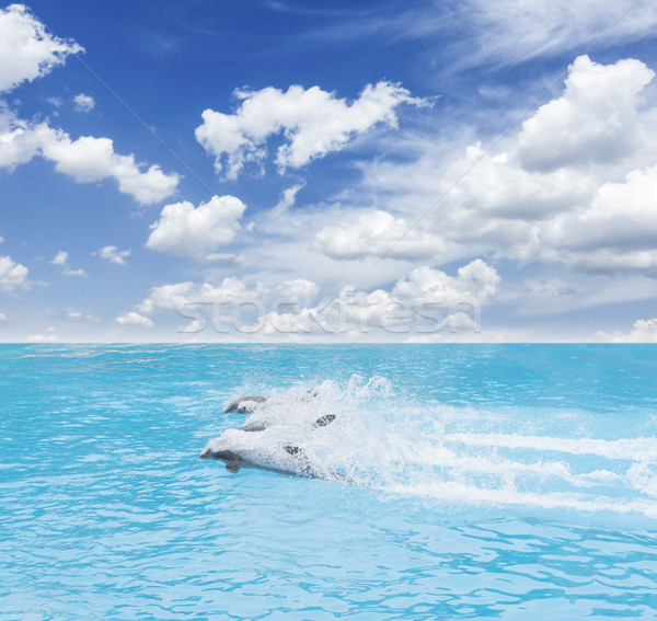 Packung springen Delphine Schwimmen schönen Seenlandschaft Stock foto © neirfy