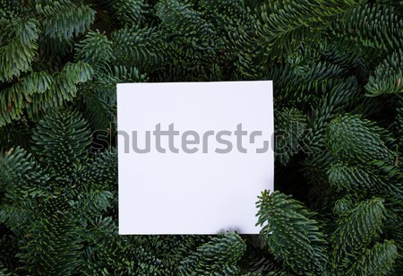 Foto d'archivio: Natale · evergreen · albero · fresche · copia · spazio · bianco