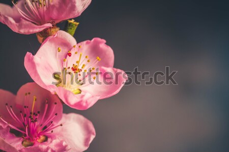 Rosa Kirschblüten Kopie Raum grau Schwerpunkt Stock foto © neirfy