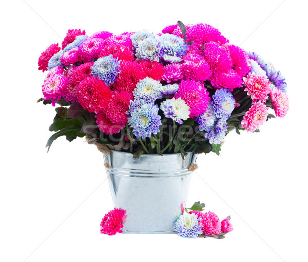 Blau Chrysantheme Blumen magenta rosa Topf Stock foto © neirfy