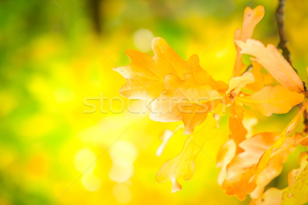 Foto stock: Vibrante · caída · follaje · amarillo · roble · árbol