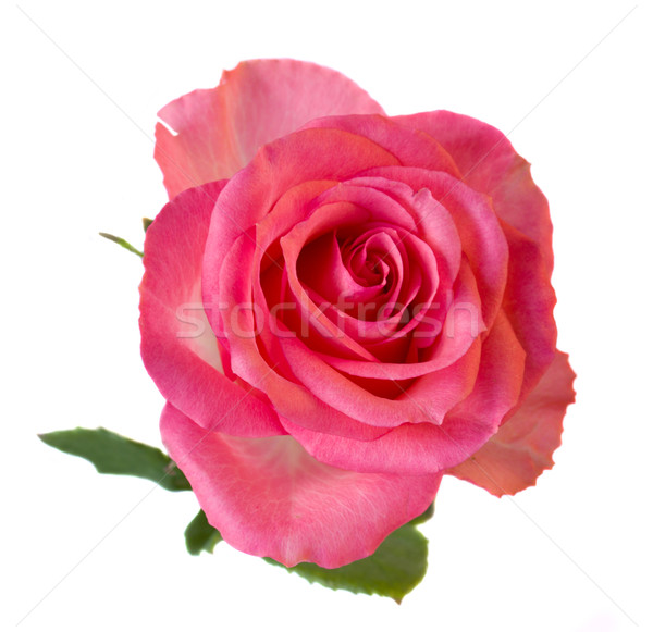 Rózsaszín rózsa friss izolált fehér tavasz fény Stock fotó © neirfy