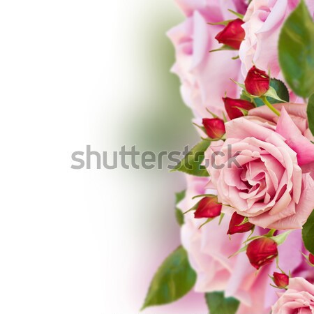 Foto stock: Jardim · rosas · fronteira · branco · rosa