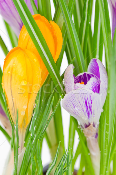 Foto stock: Púrpura · amarillo · primavera · azafrán · flor