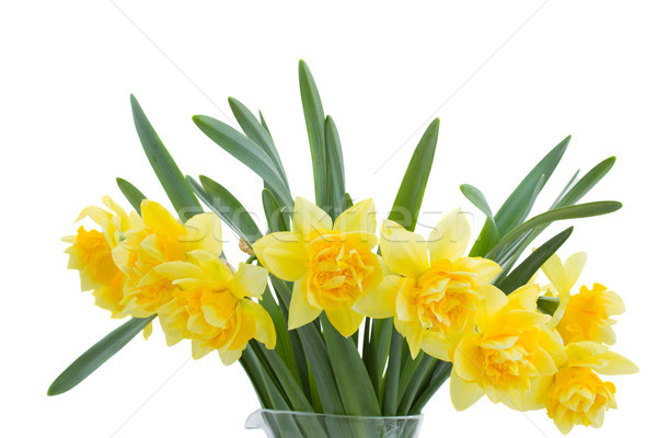 bouquet of blooming narcissus Stock photo © neirfy