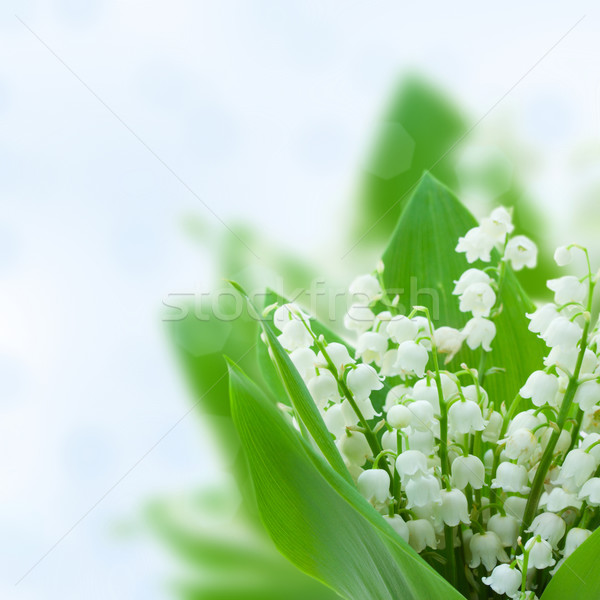 lilly of the valley flowers Stock photo © neirfy