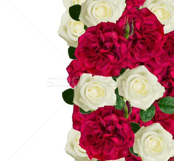 white and red roses border Stock photo © neirfy