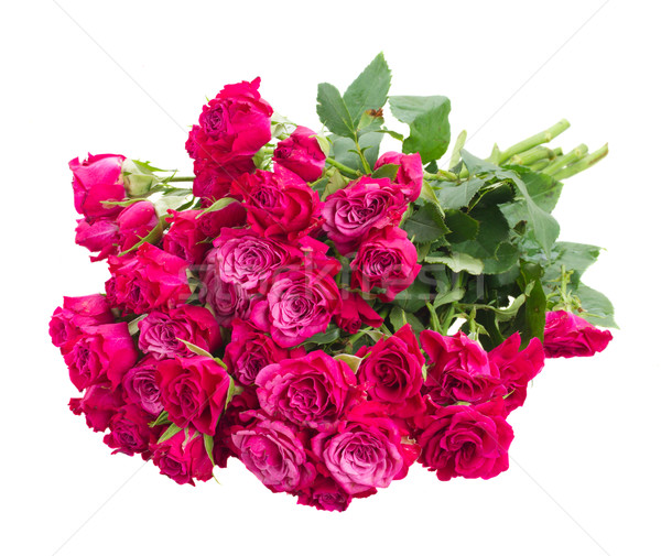 pile of  fresh mauve roses Stock photo © neirfy
