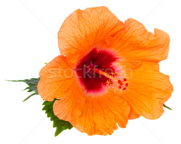orange  hibiscus flower Stock photo © neirfy