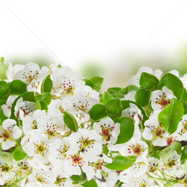 Fioritura melo fiori fresche foglie verdi confine Foto d'archivio © neirfy