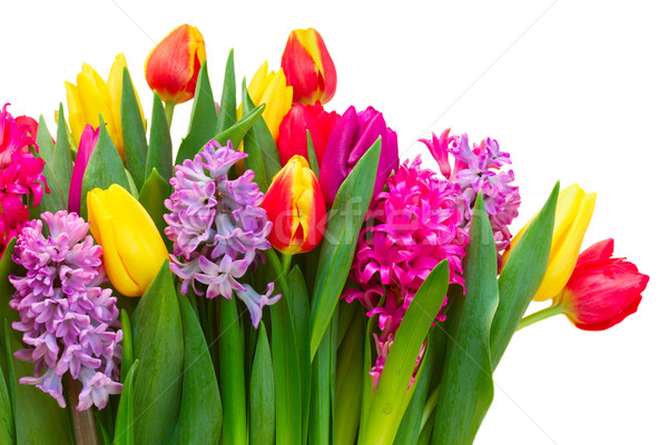 Сток-фото: тюльпаны · розовый · Purple · изолированный · белый