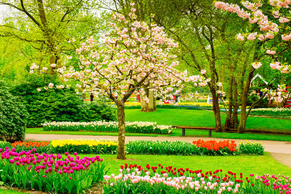 Formal spring garden Stock photo © neirfy