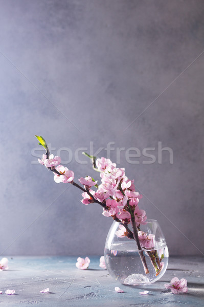 Rosa Kirschblüten fragile Glas Vase grau Stock foto © neirfy