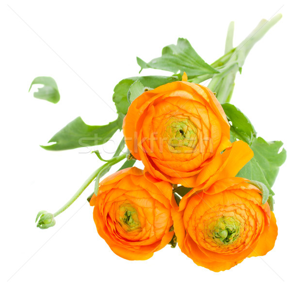 orange ranunculus flowers Stock photo © neirfy