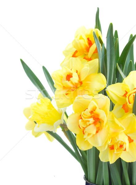 spring narcissus close up Stock photo © neirfy