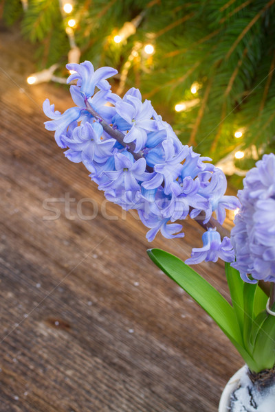 Iarnă Zambila Albastru Flori Spatiu Copie Imagine De