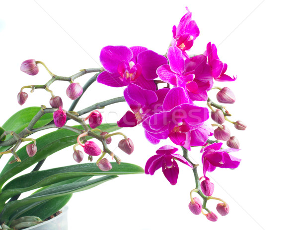 Foto stock: Monte · violeta · orquídeas · folhas · verdes · isolado · branco