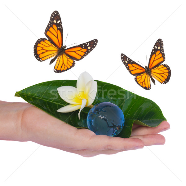 Stock photo: Hand holding green leaf and earth with butterflies