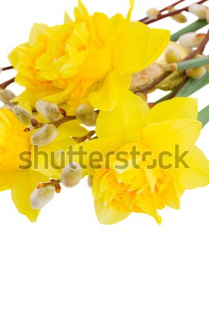 spring narcissus with catkins Stock photo © neirfy