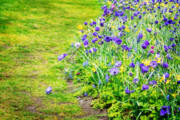 Narzissen Spur Blumen grünen Niederlande Retro Stock foto © neirfy