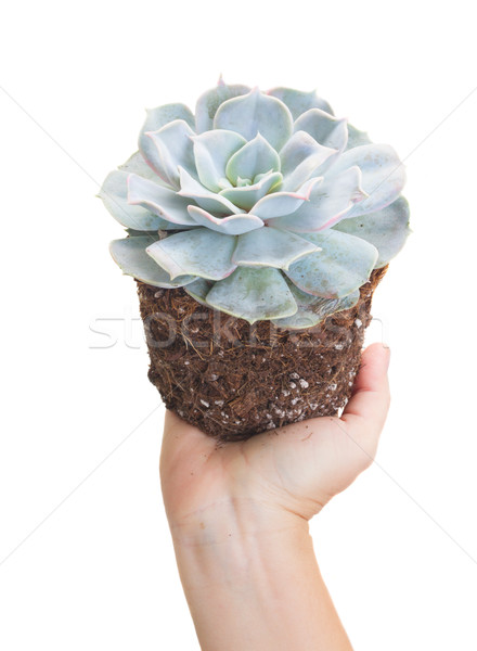 Kéz tart nedvdús növény izolált fehér Stock fotó © neirfy
