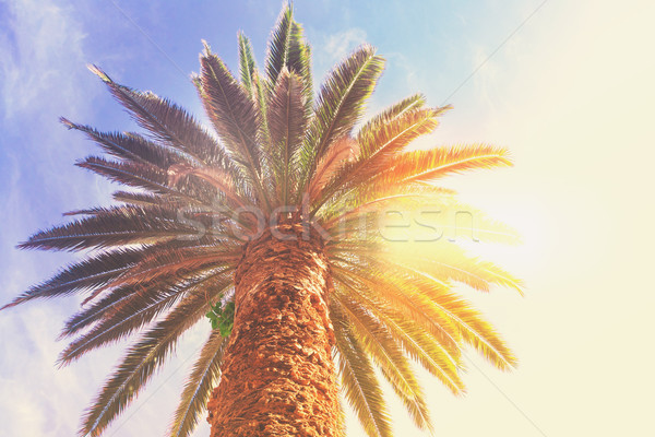 Tropical palm tree Stock photo © neirfy