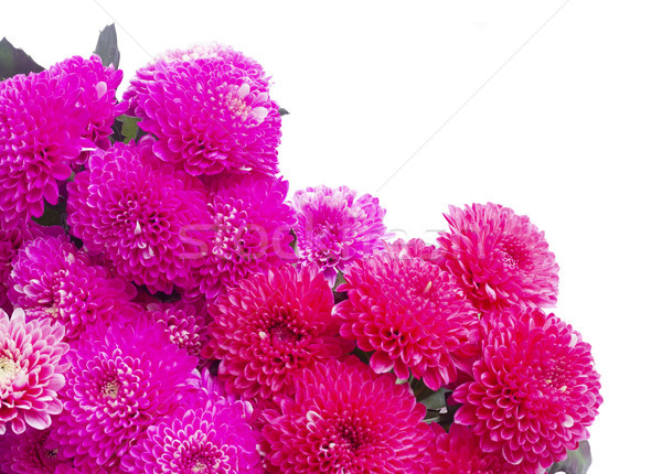 Blau Chrysantheme Blumen magenta rosa hellen Stock foto © neirfy