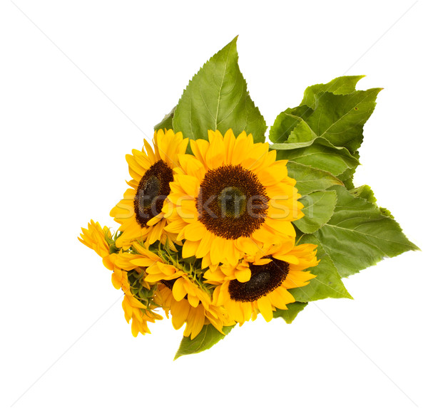 bight sunflowers bouquet Stock photo © neirfy