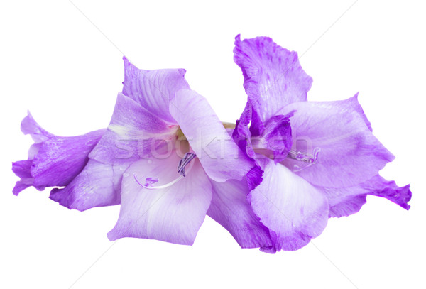 gladiolus flowers Stock photo © neirfy