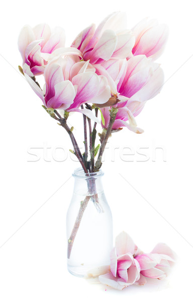 Roz magnolie copac flori sticlă Imagine de stoc © neirfy