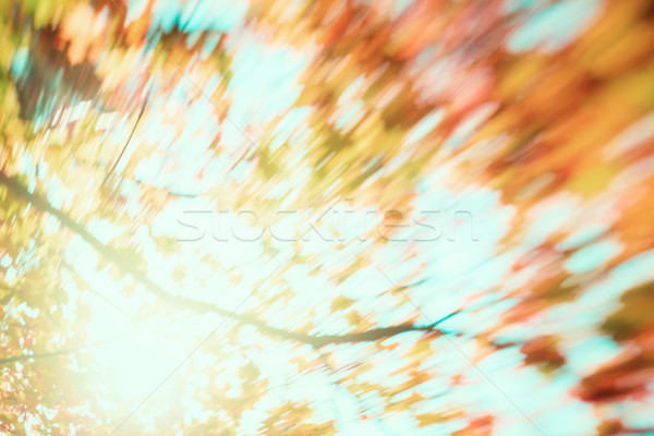 blur of yellow leaves Stock photo © neirfy
