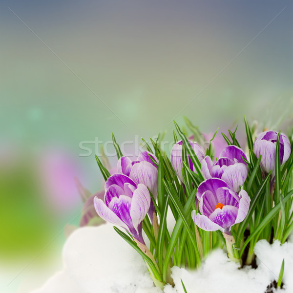 Zdjęcia stock: Wiosną · śniegu · niebieski · kwiaty · szary · Wielkanoc