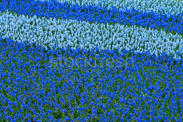 bluebell flowers river Stock photo © neirfy