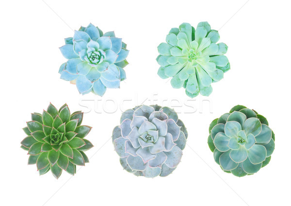 Succulent on white Stock photo © neirfy