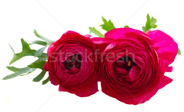 pink ranunculus flowers Stock photo © neirfy