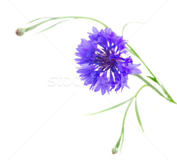 Blue cornflowers Stock photo © neirfy